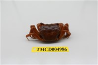 藏品(臺灣厚蟹)的圖片